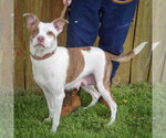 Small #1 American Staffordshire Terrier-Boston Terrier Mix