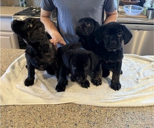 French Bulldog-Golden Retriever Mix Puppy for sale in CORONA, CA, USA