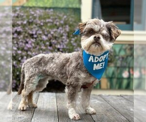 Lhasa Apso Dogs for adoption in Pacific Grove, CA, USA