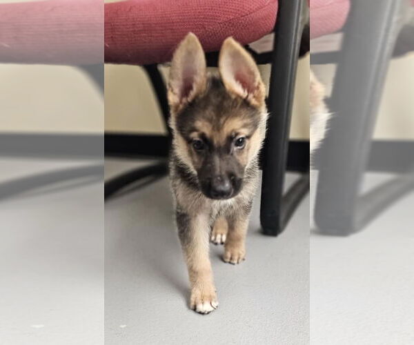 Medium Photo #4 German Shepherd Dog-Unknown Mix Puppy For Sale in McKinney, TX, USA