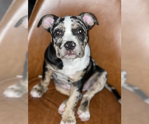 American Bully Puppy for sale in PHILA, PA, USA
