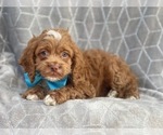 Small Photo #12 Cocker Spaniel-Poodle (Miniature) Mix Puppy For Sale in LAKELAND, FL, USA