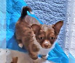 Small #2 Chihuahua