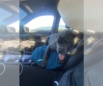 Puppy Blue Cane Corso