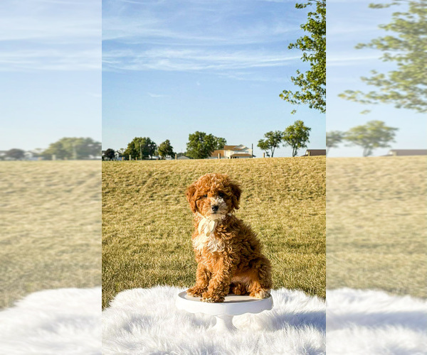 Medium Photo #7 Goldendoodle-Poodle (Toy) Mix Puppy For Sale in GRIFFITH, IN, USA