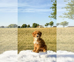 Small #6 Goldendoodle-Poodle (Toy) Mix