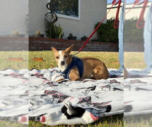 Sandy - Female Jack Russell Terrier-Parson Russell Terrier Mix Dog for Adoption - Photo #6