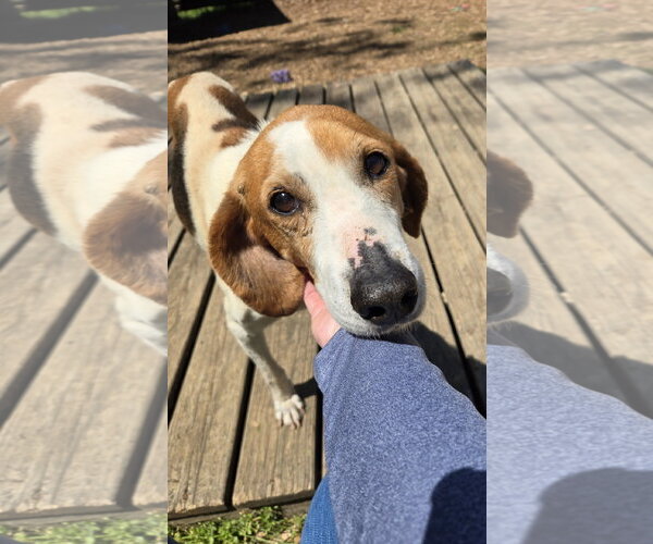 Medium Photo #6 Mutt Puppy For Sale in Rustburg, VA, USA