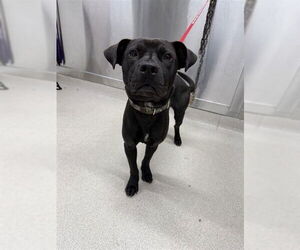 American Pit Bull Terrier-Labrador Retriever Mix Dogs for adoption in Fairbanks, AK, USA