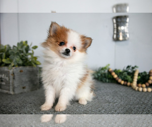 Pomeranian Litter for sale in SHILOH, OH, USA