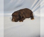 Small Photo #21 Golden Mountain Dog Puppy For Sale in BLACK FOREST, CO, USA