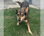 Small #1 German Shepherd Dog Mix