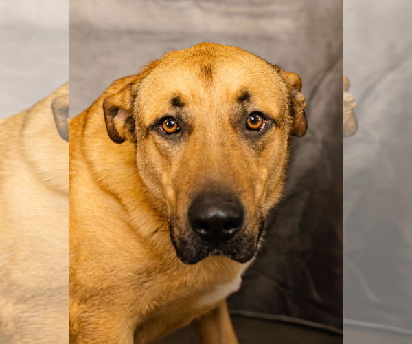 Medium Photo #3 German Shepherd Dog-Great Pyrenees Mix Puppy For Sale in Clinton, OK, USA