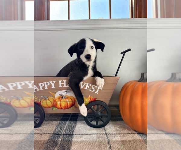 Medium Photo #5 Border Collie Puppy For Sale in GREENFIELD, IN, USA
