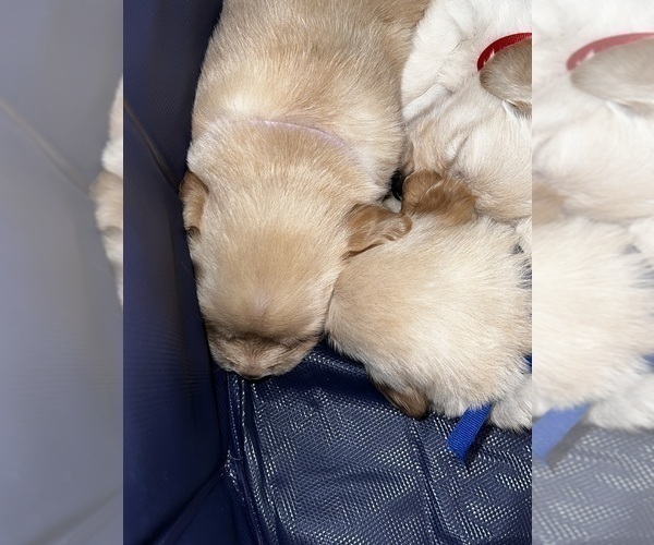 Medium Photo #58 Golden Retriever Puppy For Sale in BIG CABIN, OK, USA