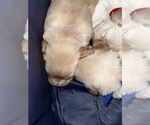 Small Photo #58 Golden Retriever Puppy For Sale in BIG CABIN, OK, USA