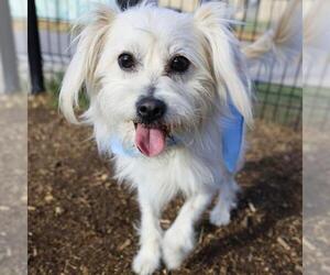 Mutt Dogs for adoption in San Antonio, TX, USA