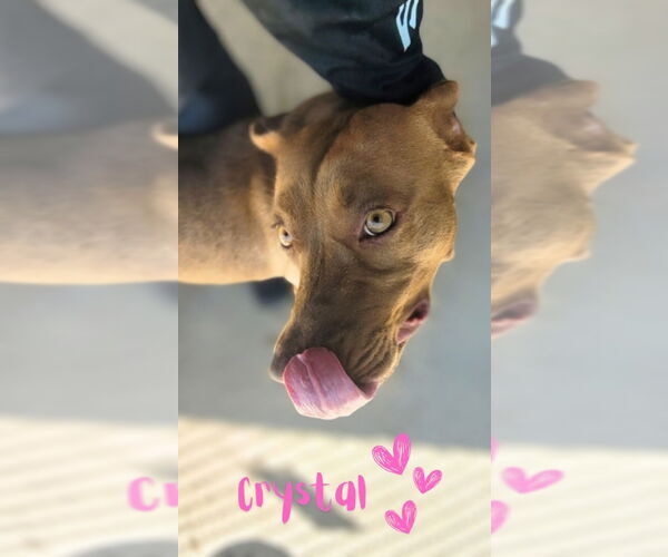 Medium Photo #17 American Pit Bull Terrier-American Staffordshire Terrier Mix Puppy For Sale in Monte Vista, CO, USA