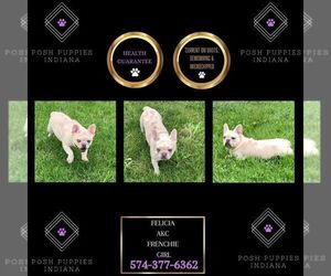 French Bulldog Puppy for sale in WARSAW, IN, USA