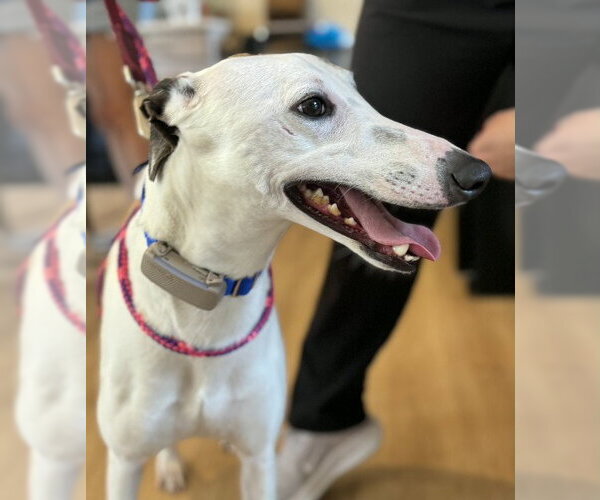 Medium Photo #3 Greyhound Puppy For Sale in Cherry Hill, NJ, USA