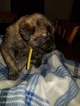 Small Photo #9 Golden Shepherd Puppy For Sale in WAUSEON, OH, USA