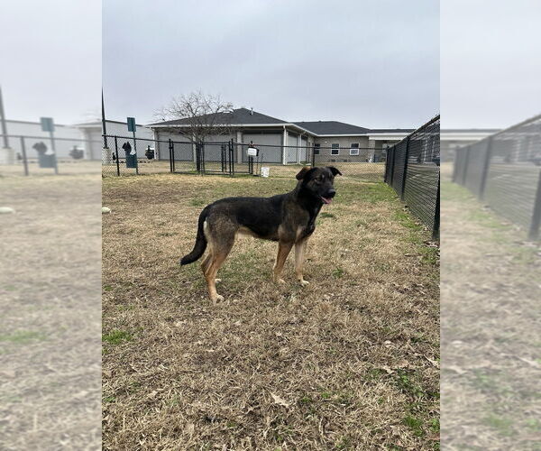 Medium Photo #4 Mutt Puppy For Sale in Evansville, IN, USA