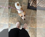Small #3 Chihuahua Mix