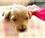 Image preview for Ad Listing. Nickname: Scarlet Rose