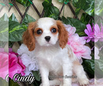 Image preview for Ad Listing. Nickname: Cindy