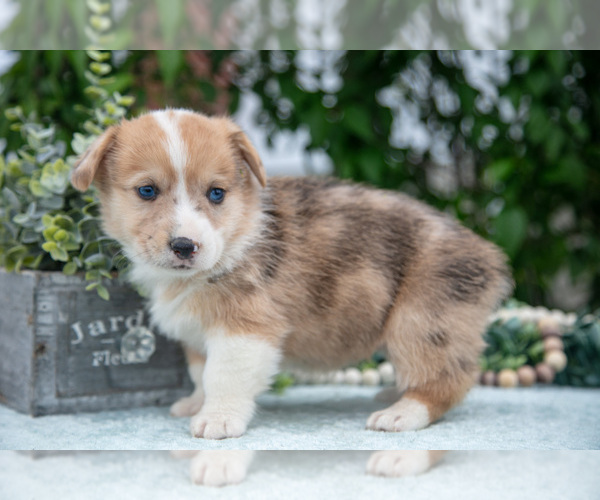 Medium Photo #21 Pembroke Welsh Corgi Puppy For Sale in NEW CONCORD, OH, USA