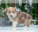 Small Photo #21 Pembroke Welsh Corgi Puppy For Sale in NEW CONCORD, OH, USA