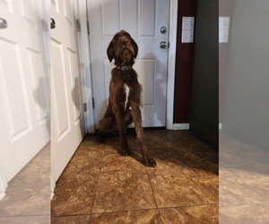 Great Dane-Poodle (Standard) Mix Dog for Adoption in CHARITON, Iowa USA