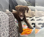 Small #2 Labrador Retriever Mix