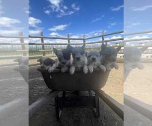 Australian Cattle Dog Puppy for sale in TOPPENISH, WA, USA