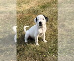 Small #1 Labrador Retriever Mix