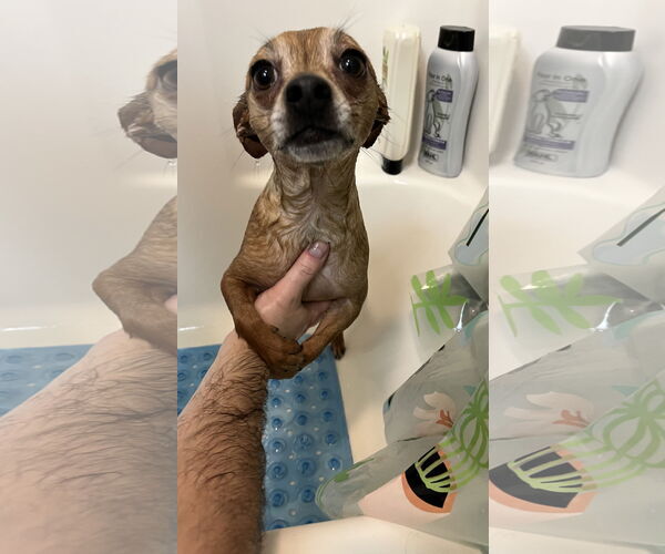 Medium Photo #3 Chihuahua-Unknown Mix Puppy For Sale in New London, WI, USA