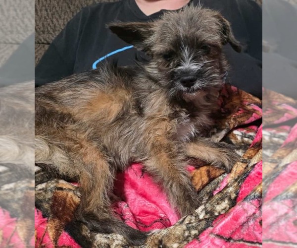 Medium Photo #6 Mutt Puppy For Sale in Minneapolis, MN, USA