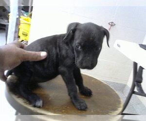 American Pit Bull Terrier-Labrador Retriever Mix Dogs for adoption in Pasadena, TX, USA