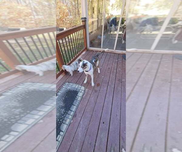 Medium Photo #3 Catahoula Leopard Dog-Unknown Mix Puppy For Sale in pomfret, CT, USA