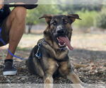 Small #1 German Shepherd Dog