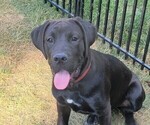 Puppy Spike Dogue de Bordeaux-Labrador Retriever Mix