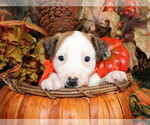 Small Photo #6 Jack Russell Terrier Puppy For Sale in ANTLERS, OK, USA