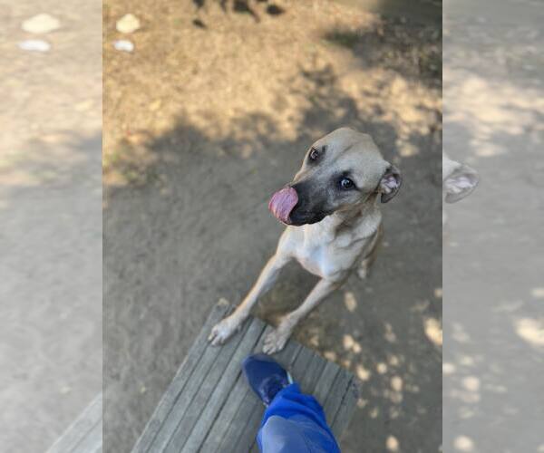 Medium Photo #2 Labrador Retriever-Mountain Cur Mix Puppy For Sale in Orangeburg, SC, USA
