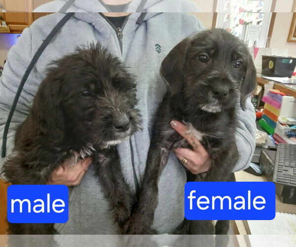Medium Photo #1 Mutt Puppy For Sale in Martinsburg, WV, USA