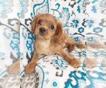 Small Photo #1 Cavalier King Charles Spaniel Puppy For Sale in ELKTON, KY, USA