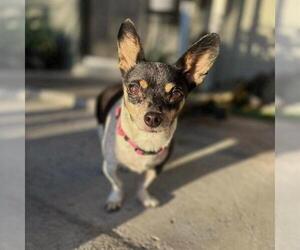 Chihuahua-Unknown Mix Dogs for adoption in Las Vegas, NV, USA