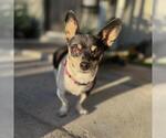 FIRULAIS - Female Chihuahua-Unknown Mix Dog for Adoption - Small photo