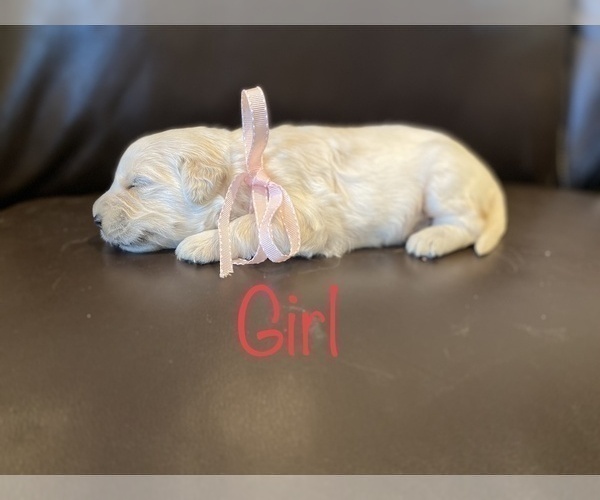 Medium Photo #2 Golden Retriever Puppy For Sale in ROYSE CITY, TX, USA