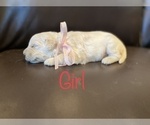 Small Photo #2 Golden Retriever Puppy For Sale in ROYSE CITY, TX, USA