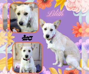 Mutt Dogs for adoption in Lindsay, CA, USA